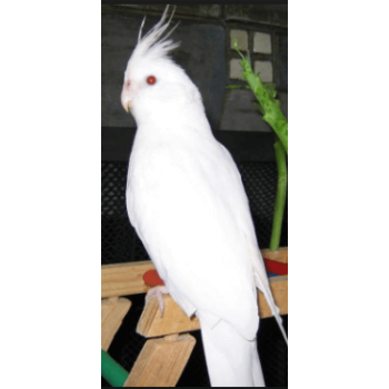 Κοκατίλ albino