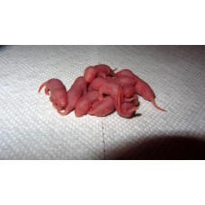 Κατεψυγμένα ποντίκια νεογέννητα