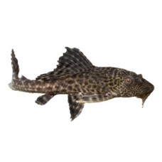 Πλεκόστομος Golden Stripe 7cm Πλεκόστομος Golden Stripe 7cm
