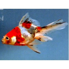 Faintail mix 4-5cm