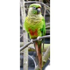 Κονιούρες maroon bellied Κονιούρες maroon bellied