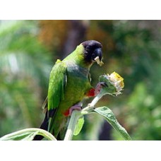 ΚΟΝΙΟΥΡΕΣ BLACK HEADED - NANDAY ΚΟΝΙΟΥΡΕΣ BLACK HEADED - NANDAY
