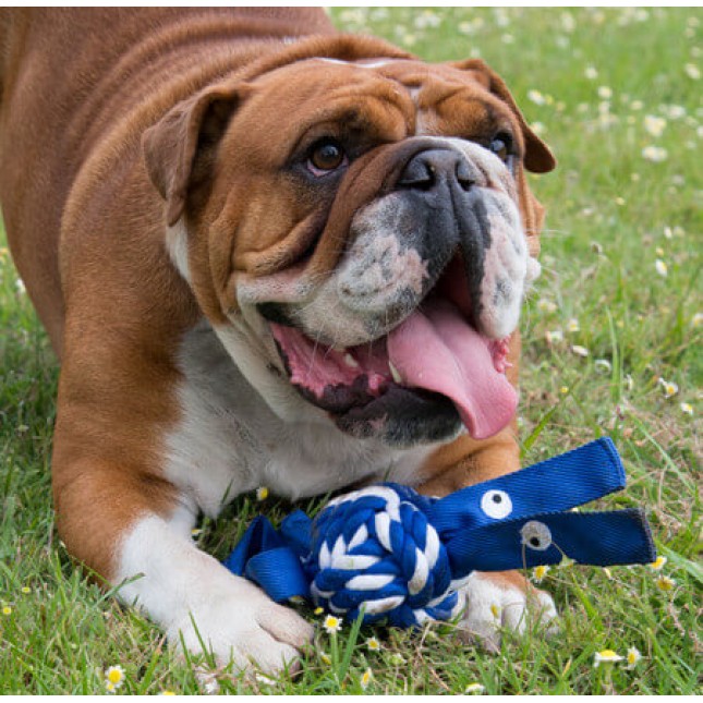 Rogz παιχνίδι σκύλου Cowboyz small μπλε Rogz παιχνίδι σκύλου Cowboyz small μπλε