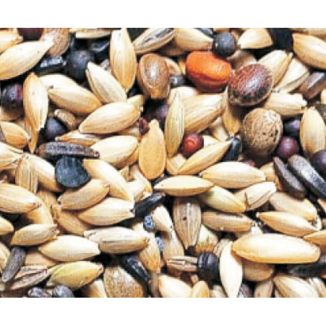 king pre & breeding mix (color) south europe για καναρίνια king pre & breeding mix (color) south europe για καναρίνια