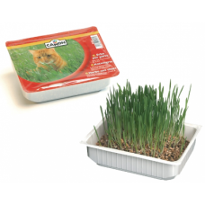 camon γρασίδι γάτας cat grass camon γρασίδι γάτας cat grass
