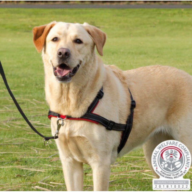Trixie σαμάρι εκπαίδευσης lead n walk Trixie σαμάρι εκπαίδευσης lead n walk