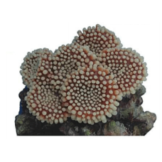 Vitality διακοσμητικό κοράλλι 19 x 15 x 6