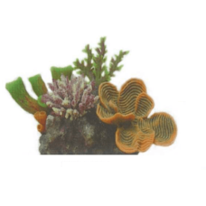 Vitality Διακοσμητικό βράχος με κοράλλια 26 x 18 x 22
