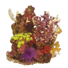 Vitality Διακοσμητικό βράχος με κοράλλια 24 x 18 x 24
