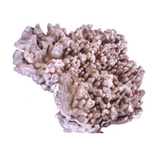 Hobbu πέτρα reef 20 - 50εκ (κιλό)
