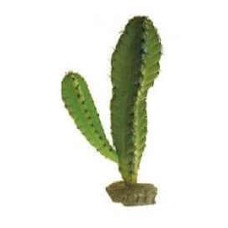 Hobby kaktus mojave 30 cm.