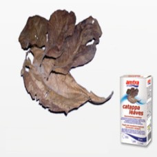 Croci Pro nature catappa leaves φύλλα τροπικής αμυγδαλιάς Croci Pro nature catappa leaves φύλλα τροπικής αμυγδαλιάς