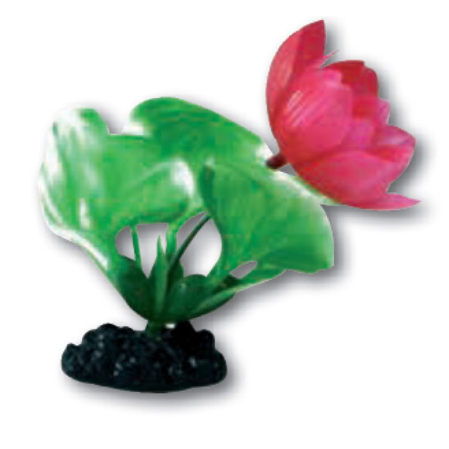 Wave διακοσμητικό φυτό eichornia bottom Wave διακοσμητικό φυτό eichornia bottom