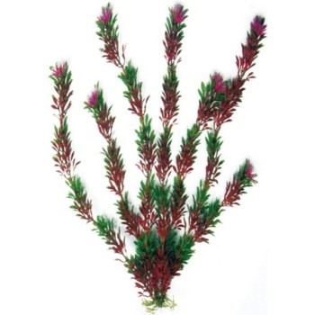 Wave διακοσμητικό φυτό flora bicolour