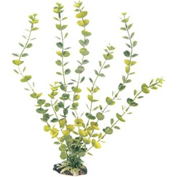 Wave διακοσμητικό φυτό hydrocotyle 12cm