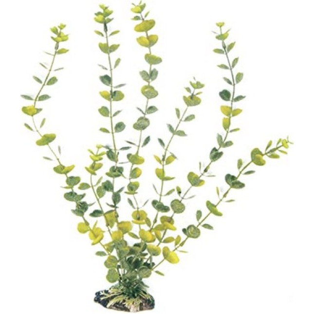 Wave διακοσμητικό φυτό hydrocotyle 12cm