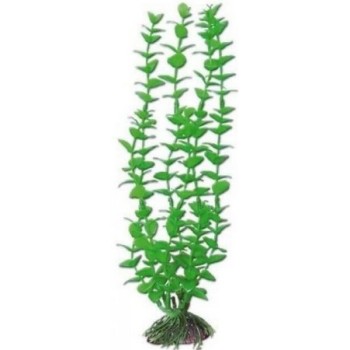 Wave διακοσμητικό φυτό rotala 12cm