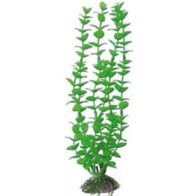 Wave διακοσμητικό φυτό rotala 12cm