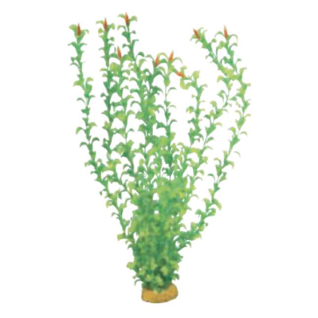 Wave διακοσμητικό φυτό hygrophila red flowers 27cm Wave διακοσμητικό φυτό hygrophila red flowers 27cm
