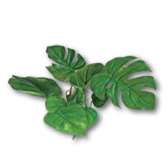 Wave διακοσμητικό φυτό anubias 15cm Wave διακοσμητικό φυτό anubias 15cm