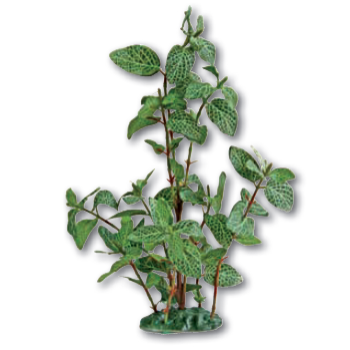Wave διακοσμητικό φυτό fittonia 30cm Wave διακοσμητικό φυτό fittonia 30cm