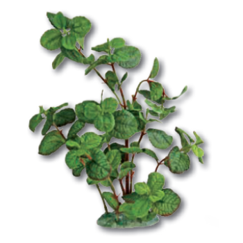 Wave διακοσμητικό φυτό cardamine 30cm Wave διακοσμητικό φυτό cardamine 30cm