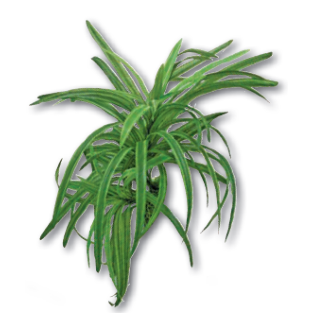 Wave διακοσμητικό φυτό dracena 25cm