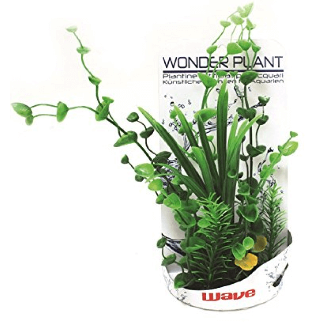 Wave σειρά φυτών wonder h 30-35cm