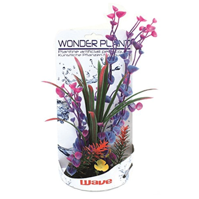 Wave σειρά φυτών wonder h 30-35cm