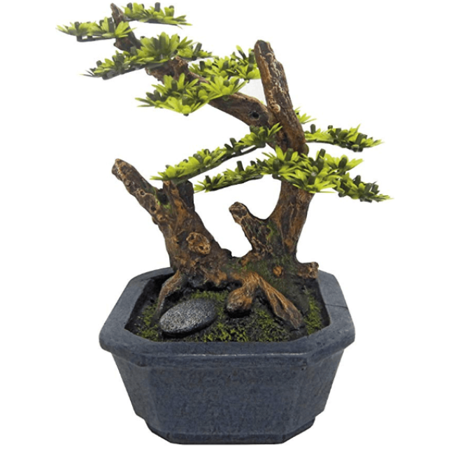 Wave ιαπωνικό bonsai με βάση