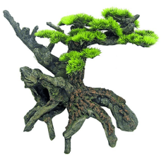 Wave ιαπωνικό bonsai