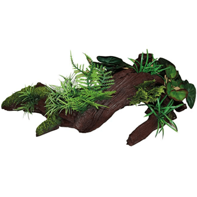 Wave κορμός rainforest wood με φυτά Wave κορμός rainforest wood με φυτά