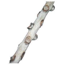Croci amtra διακοσμητικό ξύλο 100x2x2 cm