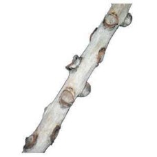 Croci amtra διακοσμητικό ξύλο 100x2x2 cm Croci amtra διακοσμητικό ξύλο 100x2x2 cm