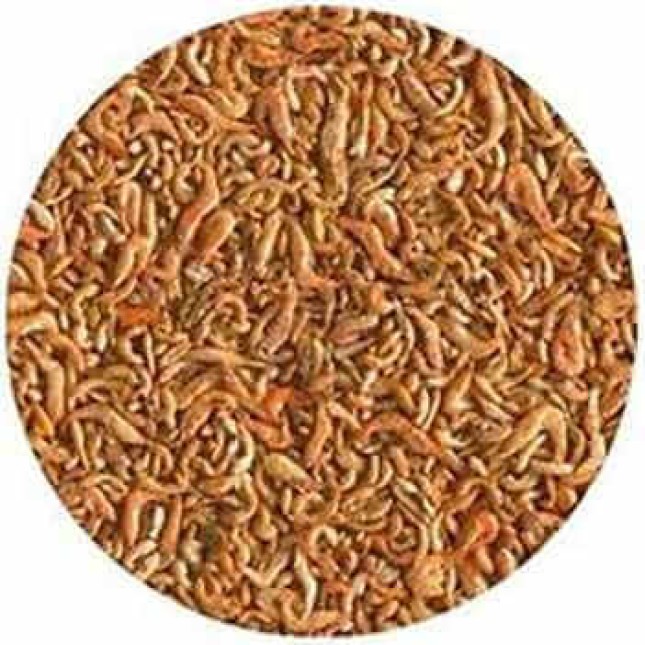 Croci amtra τροφή χελώνας Croci amtra τροφή χελώνας