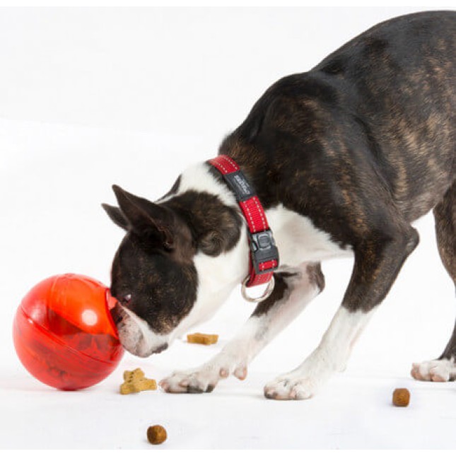Rogz dogz παιχνίδι σκύλου Treat Tumbler κόκκινο 12cm Rogz dogz παιχνίδι σκύλου Treat Tumbler κόκκινο 12cm
