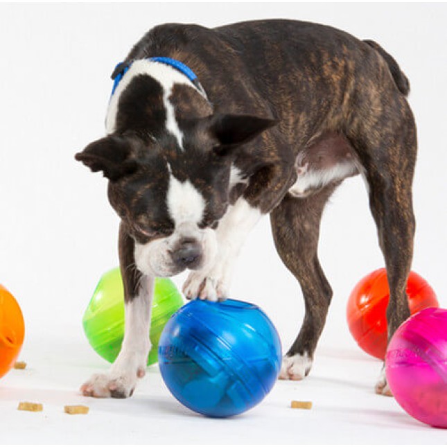 Rogz dogz παιχνίδι σκύλου Treat Tumbler κόκκινο 12cm Rogz dogz παιχνίδι σκύλου Treat Tumbler κόκκινο 12cm