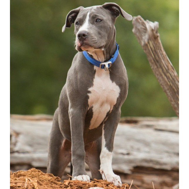 Rogz περιλαίμιο Utility Safety collar μπλε, με ανακλαστικές ραφές Rogz περιλαίμιο Utility Safety collar μπλε, με ανακλαστικές ραφές