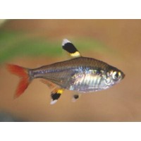 Pristella tetra