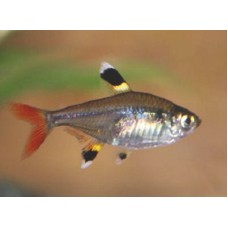 Pristella tetra Pristella tetra