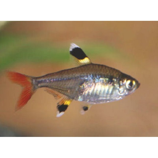 Pristella tetra Pristella tetra
