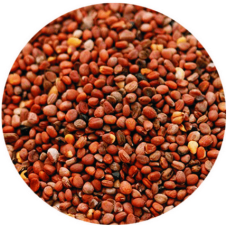 Σπόροι από ρεπανάκι 1kg Σπόροι από ρεπανάκι 1kg