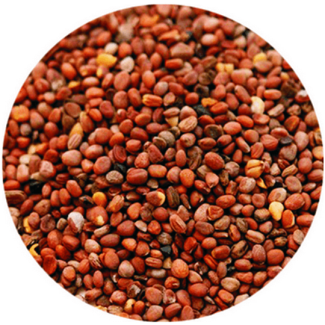 Σπόροι από ρεπανάκι 1kg Σπόροι από ρεπανάκι 1kg
