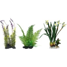 Croci Amtra διακοσμητικά φυτά 30-35cm