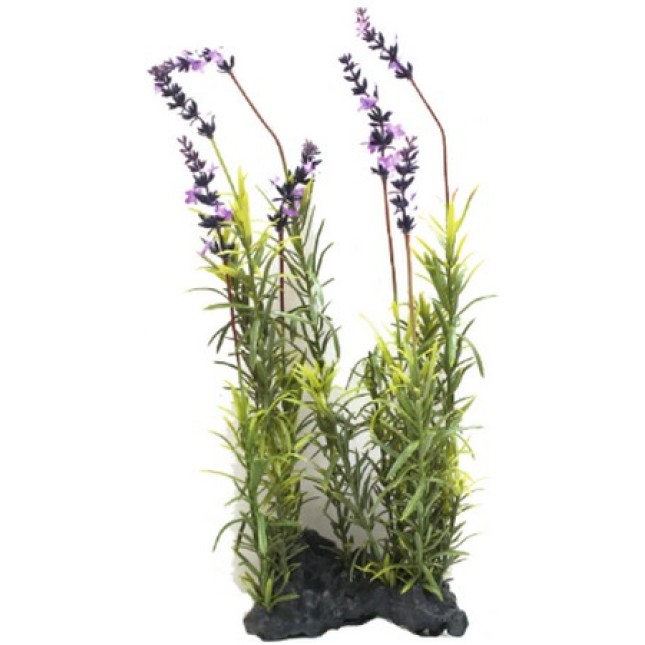 Croci Amtra διακοσμητικά φυτά 30-35cm