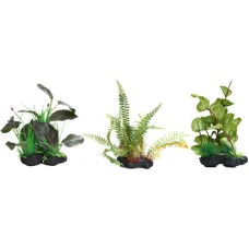 Croci Amtra διακοσμητικά φυτά series a 25-30cm