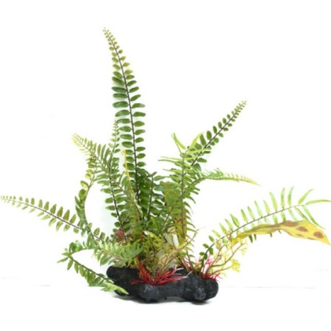 Croci Amtra διακοσμητικά φυτά series a 25-30cm