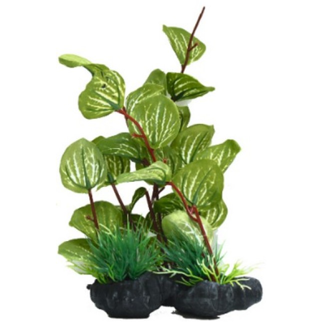 Croci Amtra διακοσμητικά φυτά series a 25-30cm Croci Amtra διακοσμητικά φυτά series a 25-30cm