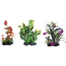 Croci Amtra διακοσμητικά φυτά series b 25-30 cm