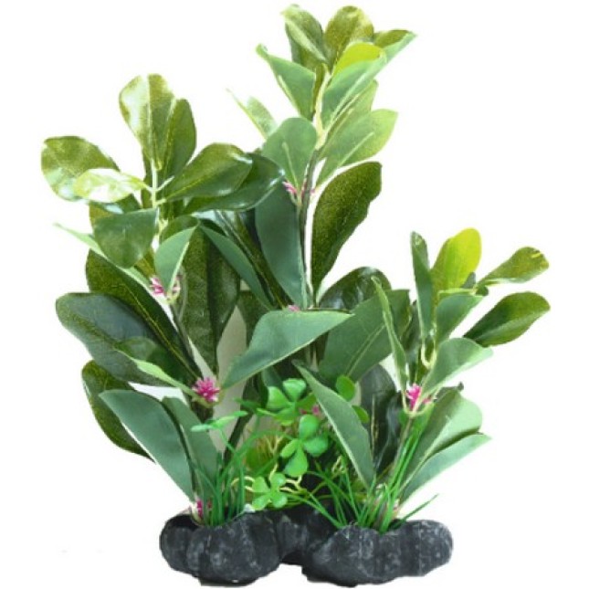 Croci Amtra διακοσμητικά φυτά series b 25-30 cm